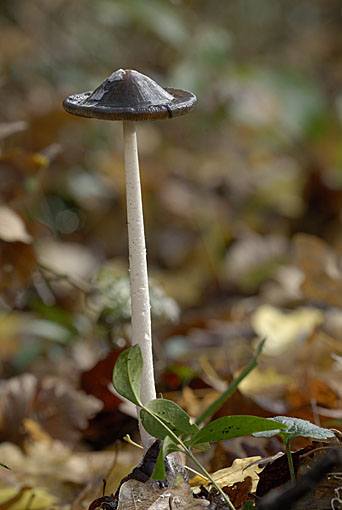 Aggiungo anche queste